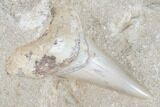 Two Large Otodus Shark Teeth in Rock - Eocene #174182-1